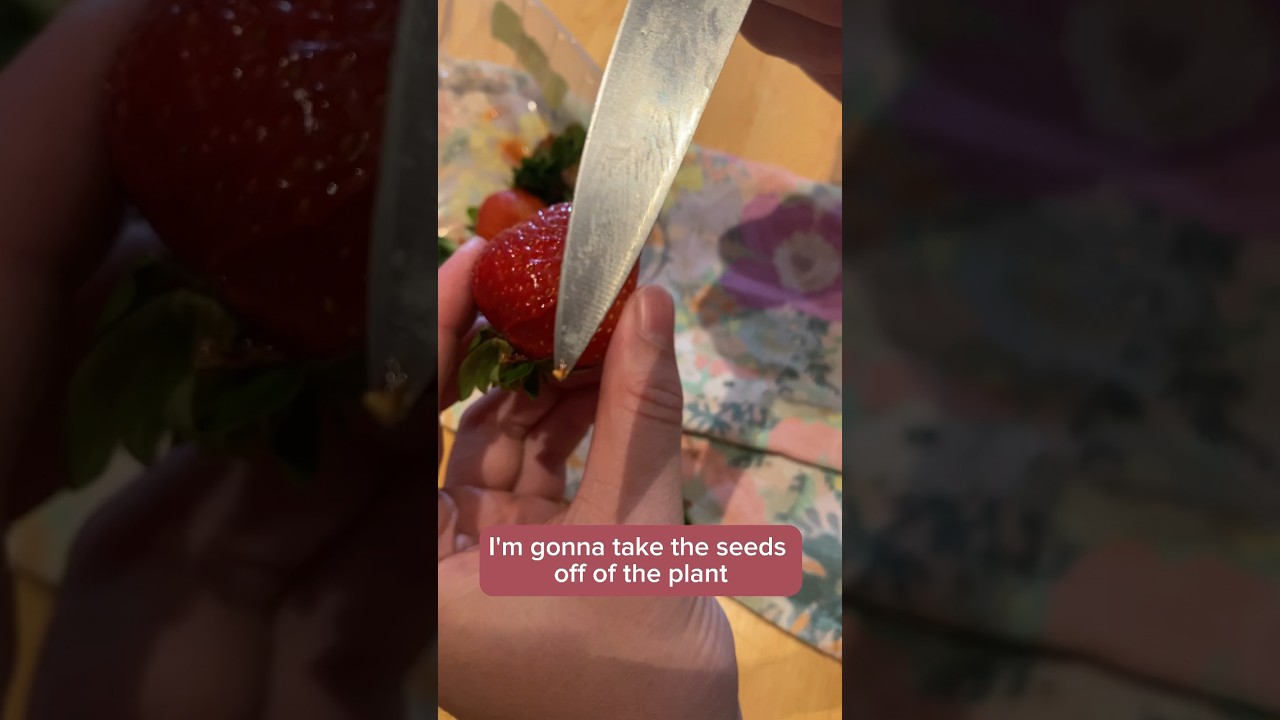 Growing Strawberry plants you cant buy 🍓#strawberries #seeds