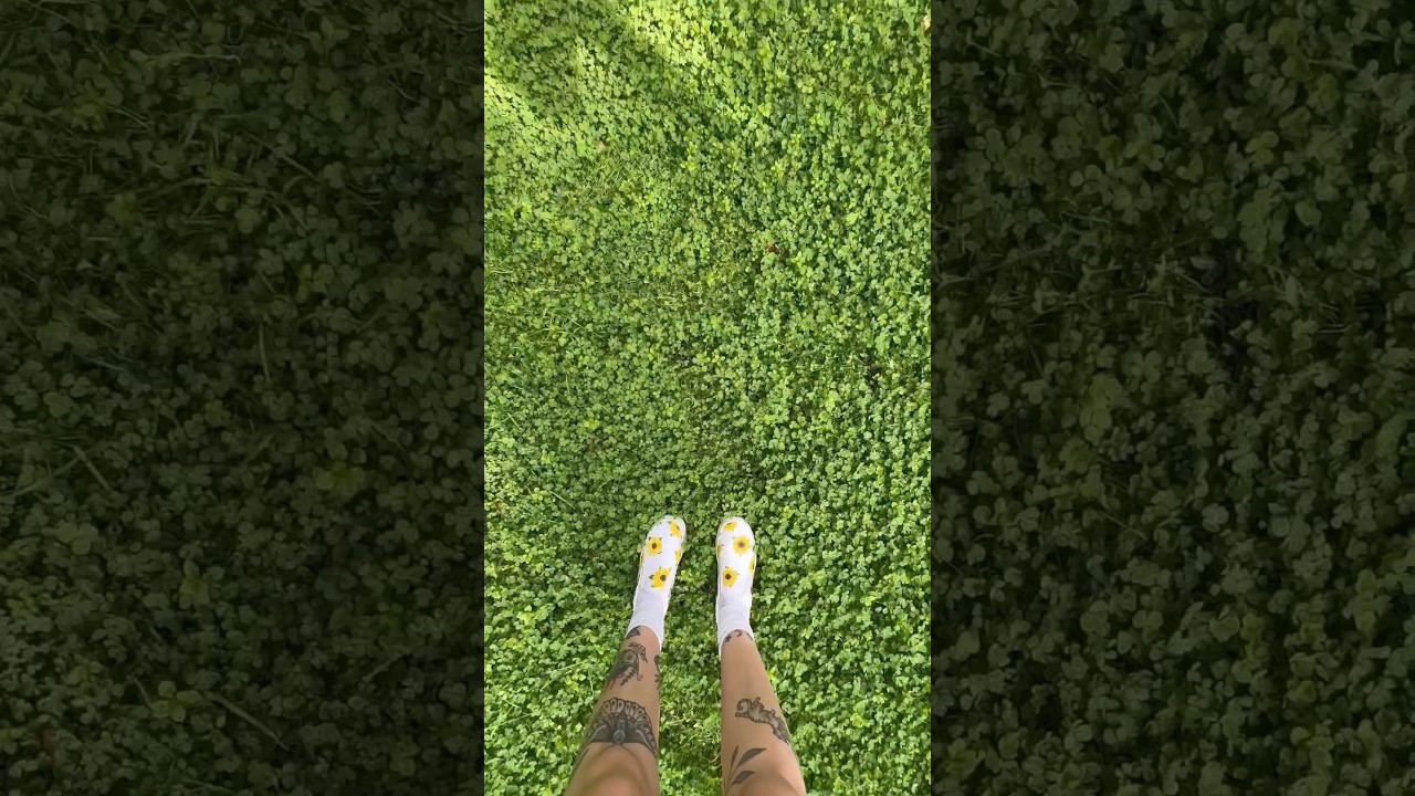 Clover lawns: trendy or worth it? ☘️🍀 #clover #cloverlawn #lawn #landscape #garden #diy #home #yard
