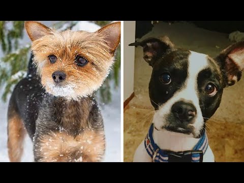 Top 10 Adorable Terrier Mix Breeds