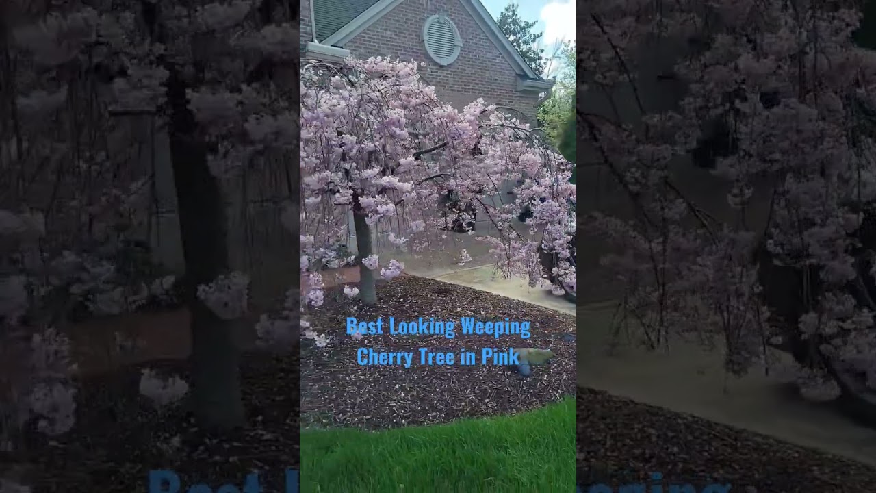 Pink - Best Looking Weeping Cherry Tree in Pink