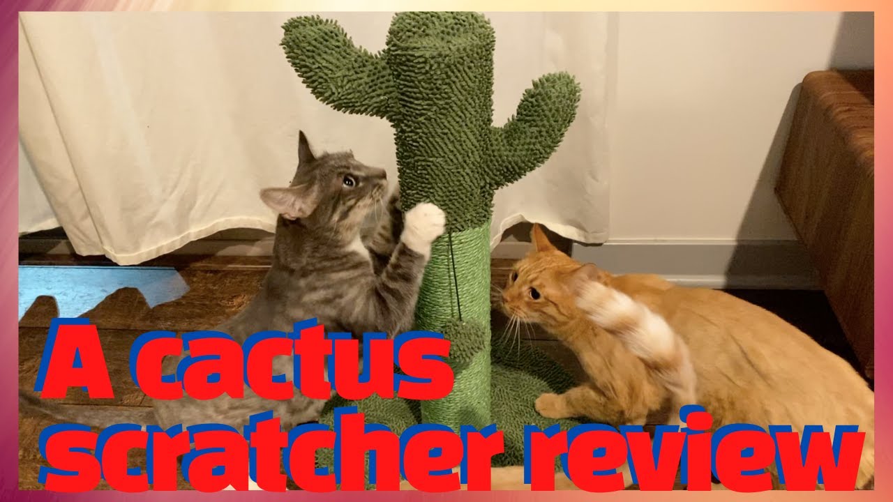 A cactus cat scratcher review - After 2 months of cat use
