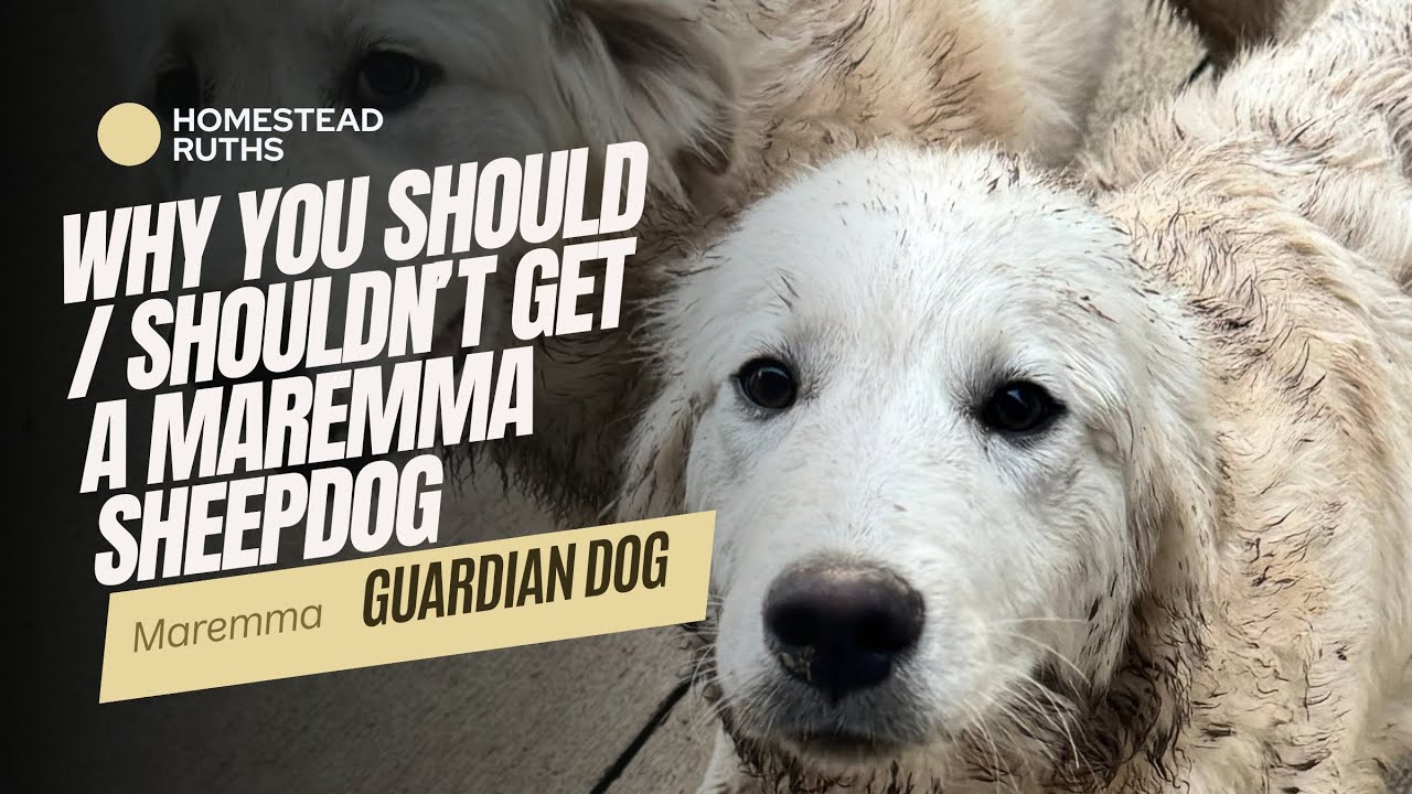 Maremma Sheepdog | Livestock guardian dog for small to large homesteads. What you need to know
