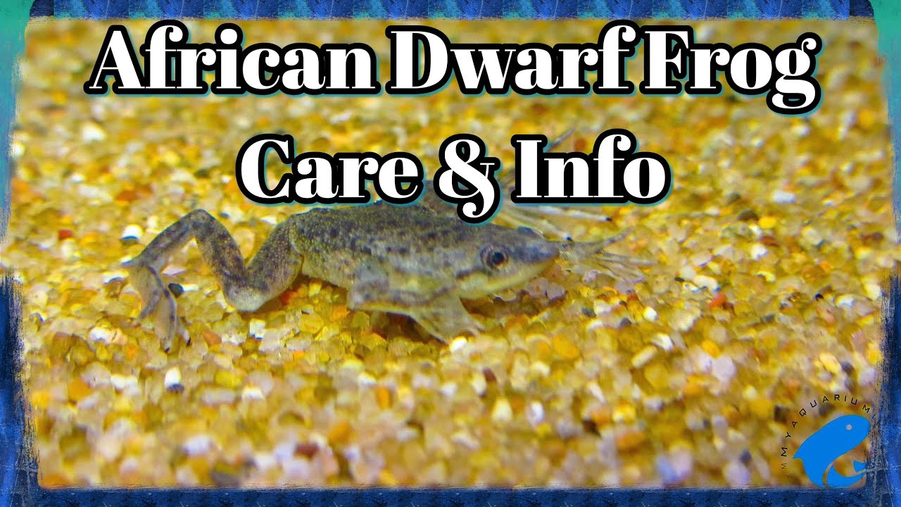 African Dwarf Frog Care and Information - Hymenochirus boettgeri - How To Keep African Dwarf Frogs