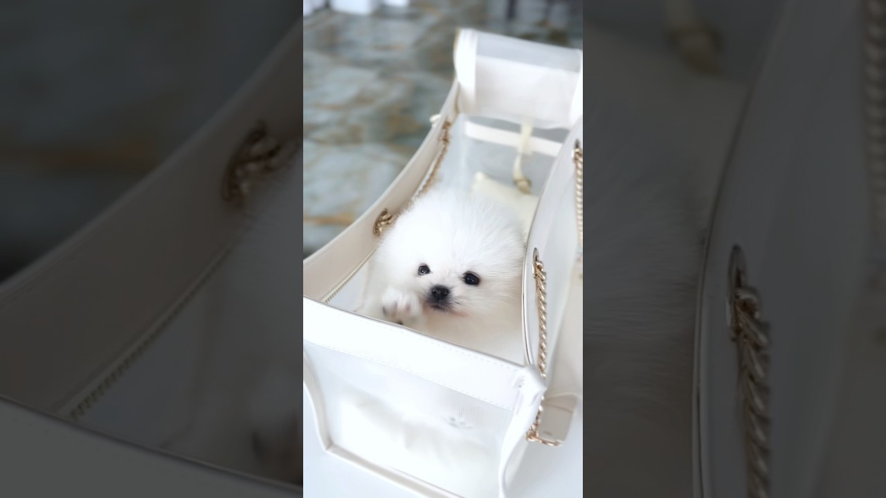 ✨ New arrivals ✨ Come say hi 👋 #pomeranian #teacup #puppies #smalldog #viralvideo