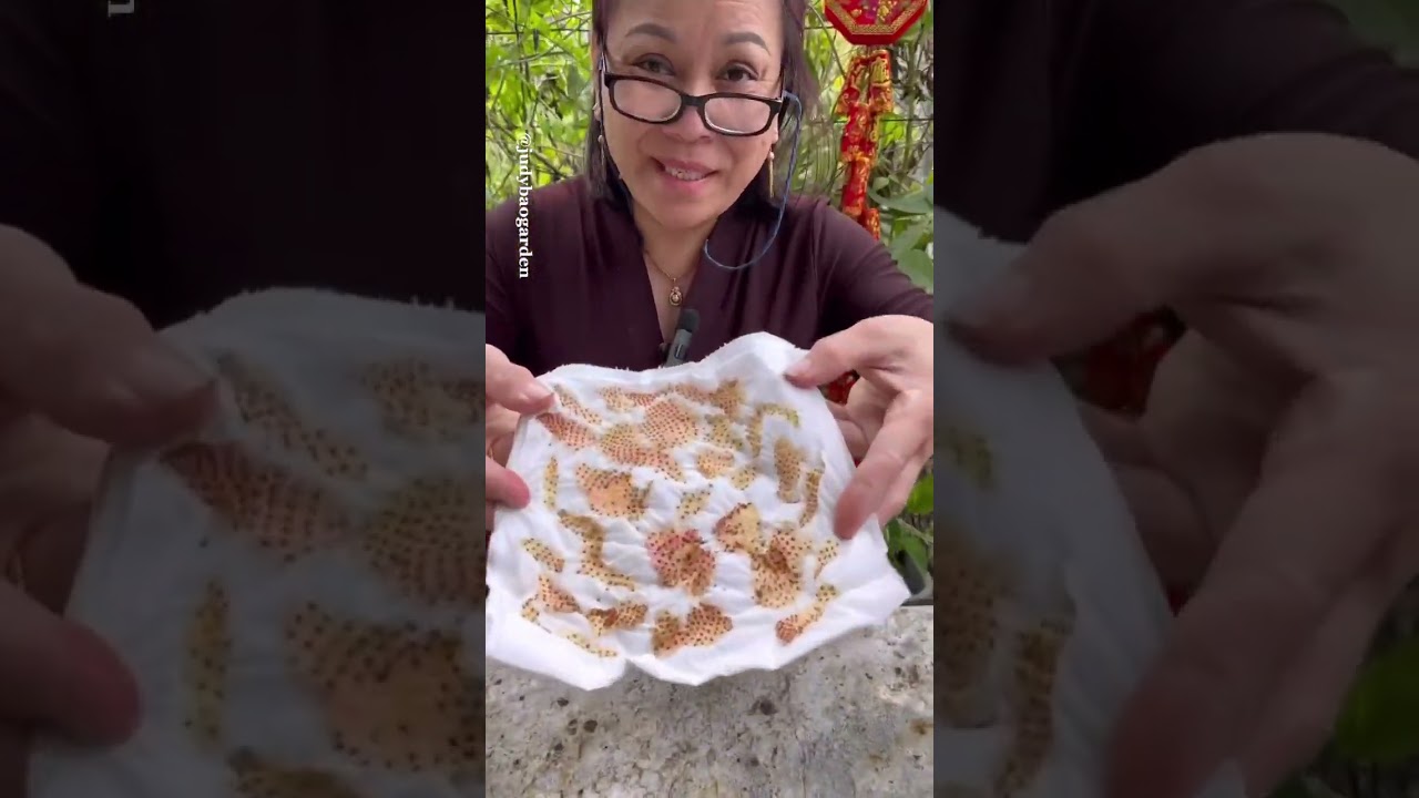 Here’s one way to grow Strawberries from seeds! 🍓 #strawberry #seed #gardening #shorts
