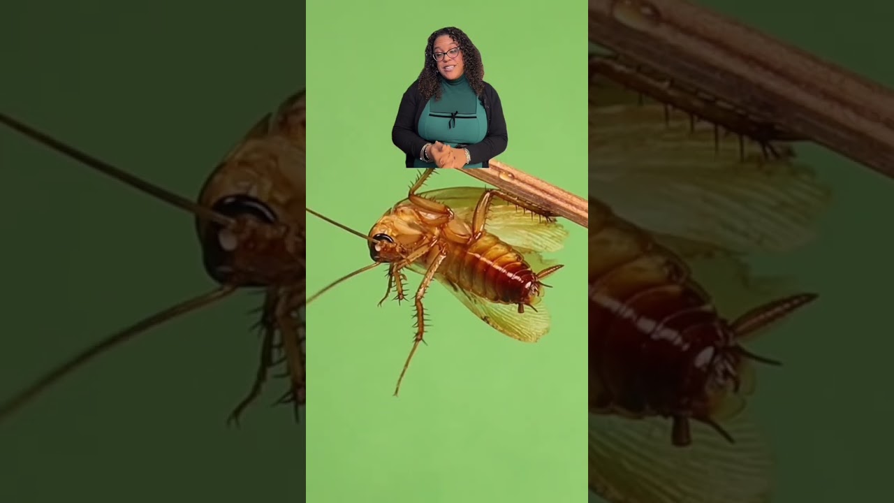 Why Do Some Cockroaches Fly?