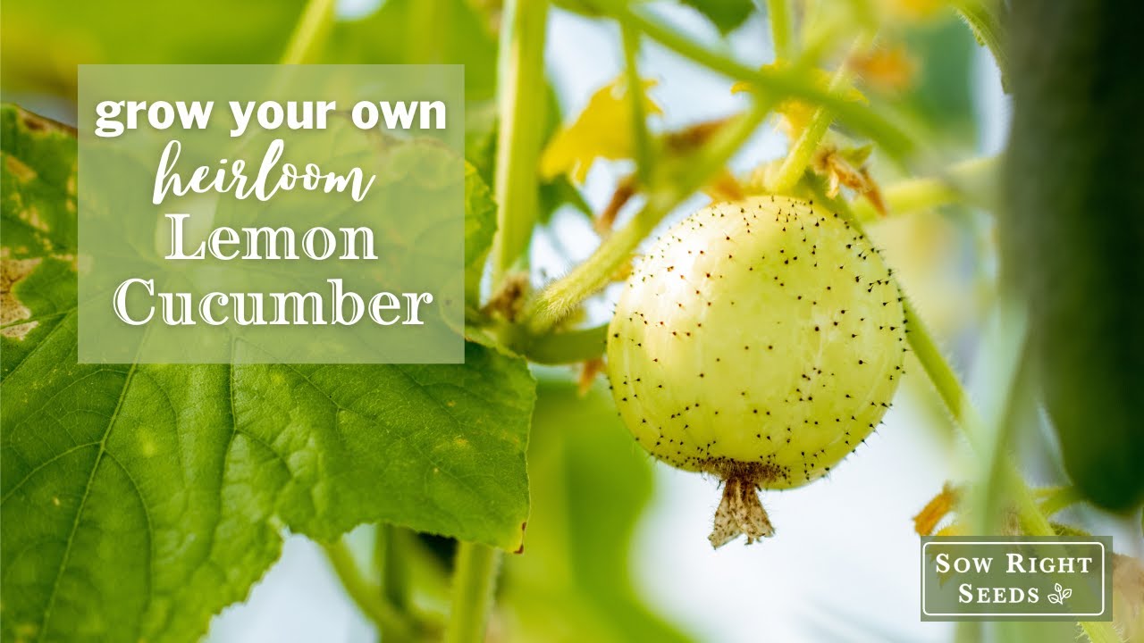 Sow Right Seeds | Lemon Cucumbers