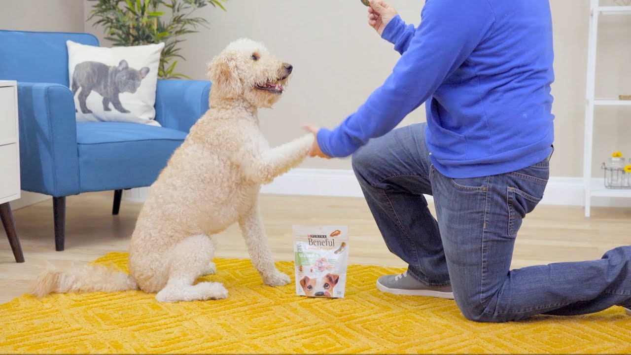 Beneful Dog Food | Chewy