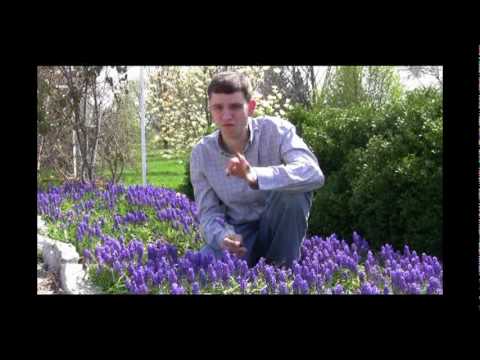 Grape Hyacinth Planting and Care Tips Video