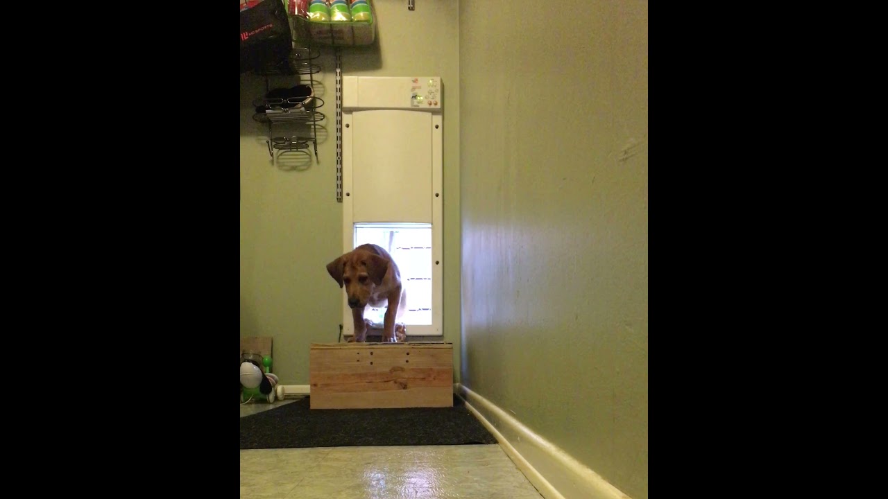 High Tech Pet® Power Pet™ Automatic Pet Door