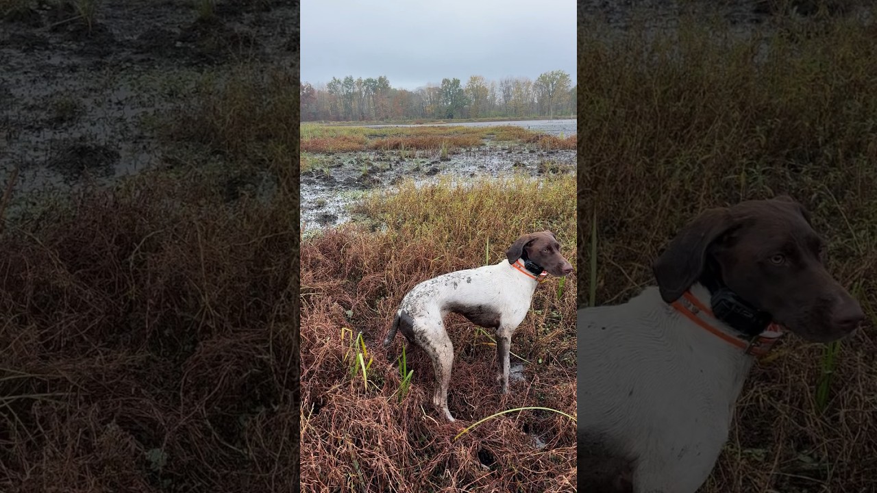 Snipe Hunting In The Marsh = Bath Time!!! #birdhunting #conservation #germanshorthairedpointer