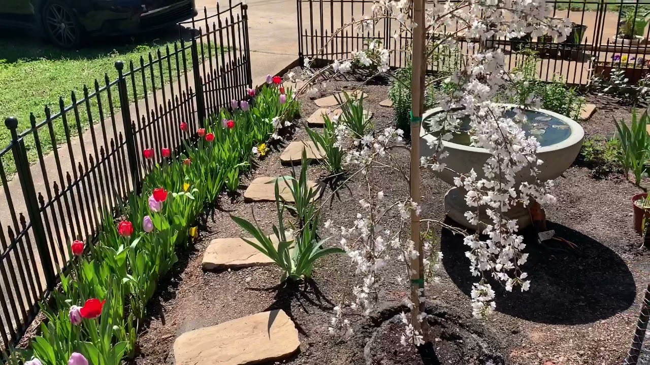 Dwarf Snow Fountains Weeping Cherry Tree