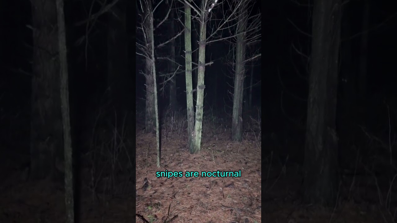 Snipe Hunt