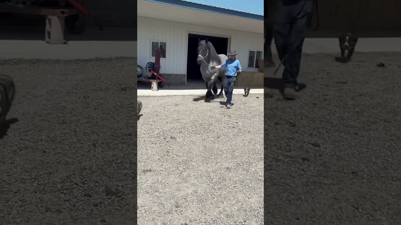 The most beautiful Blue Roan Stallion you will never see