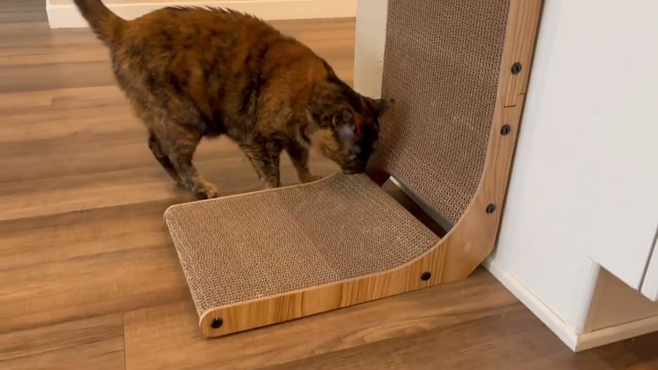 FUKUMARU L Shape Cat Scratcher Our Cats Honest Reaction