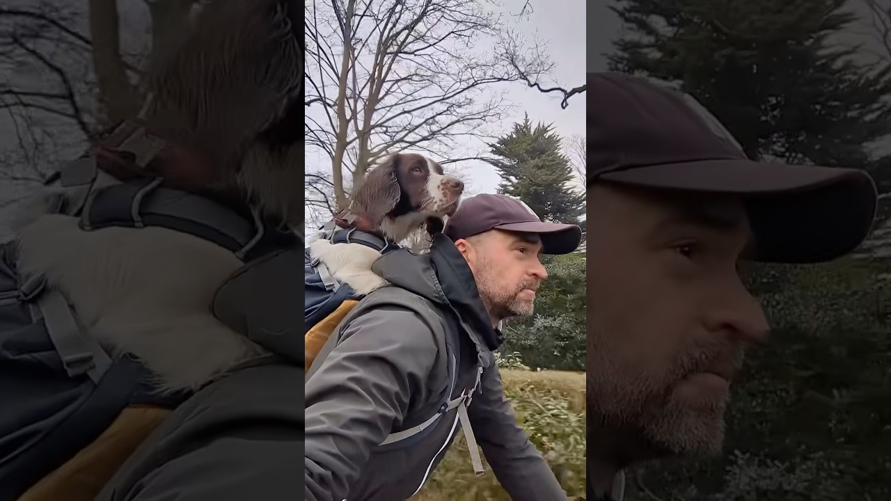 NEW Hitch Hiker Dog Carrier Backpack. ✨ How to bring your dog more places.