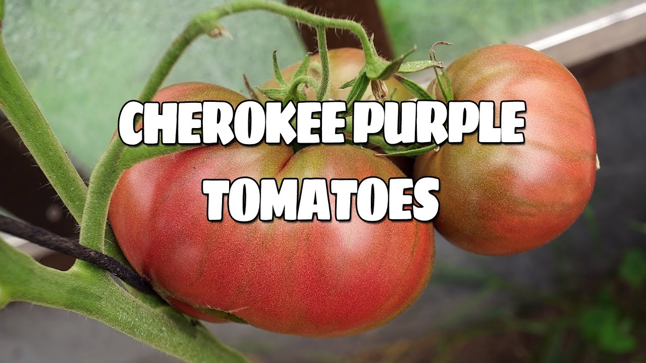 Cherokee Purple Heirloom Tomatoes Review.