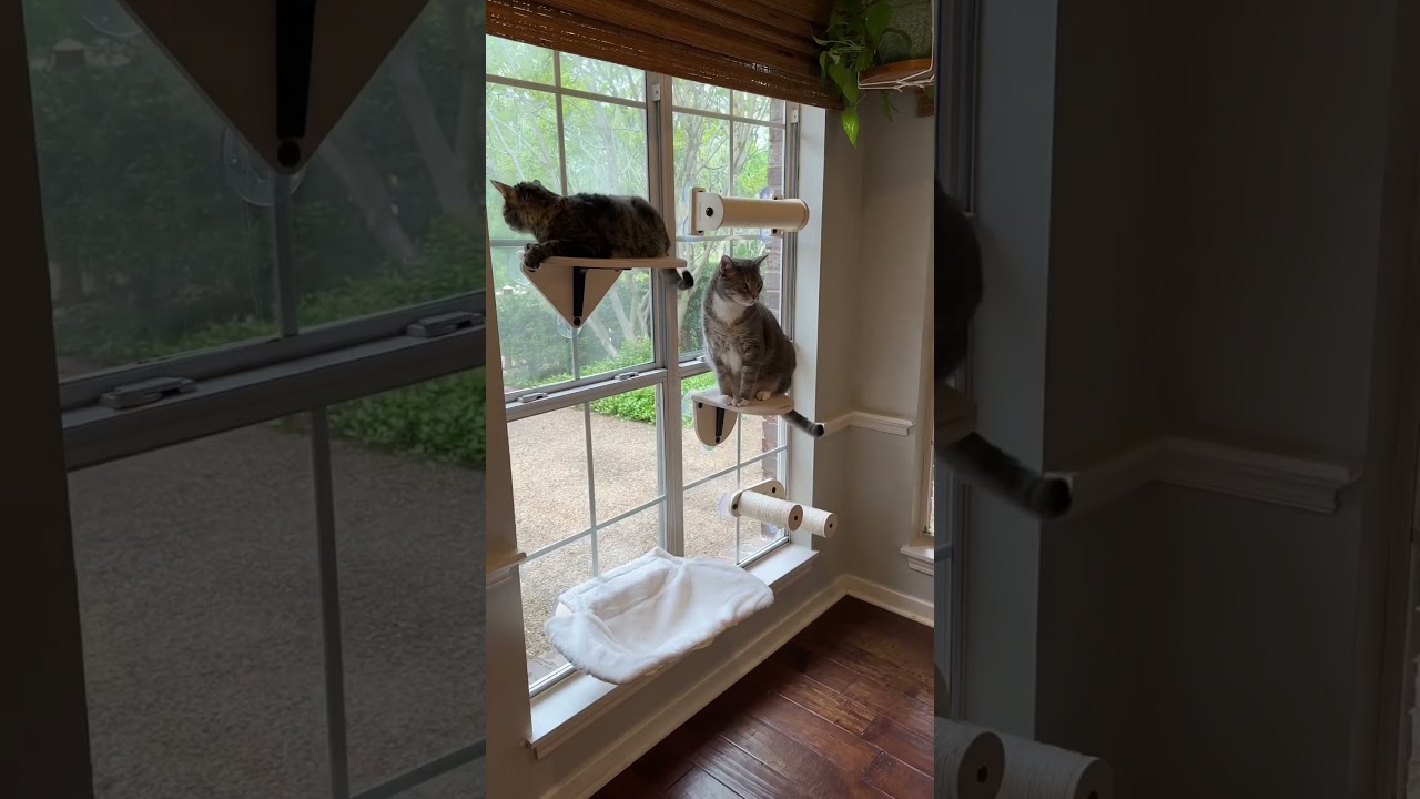 This cat window perch set is sturdy, cute and great for those who have a small living space! #cats