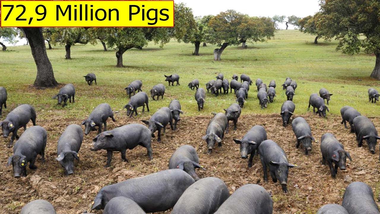 72,9 Million Pigs In The United States Are Raised This Way – American Farming