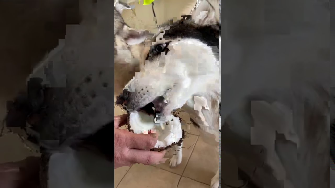 Husky Opens Coconut & Can't Believe What's INSIDE!!! #shorts