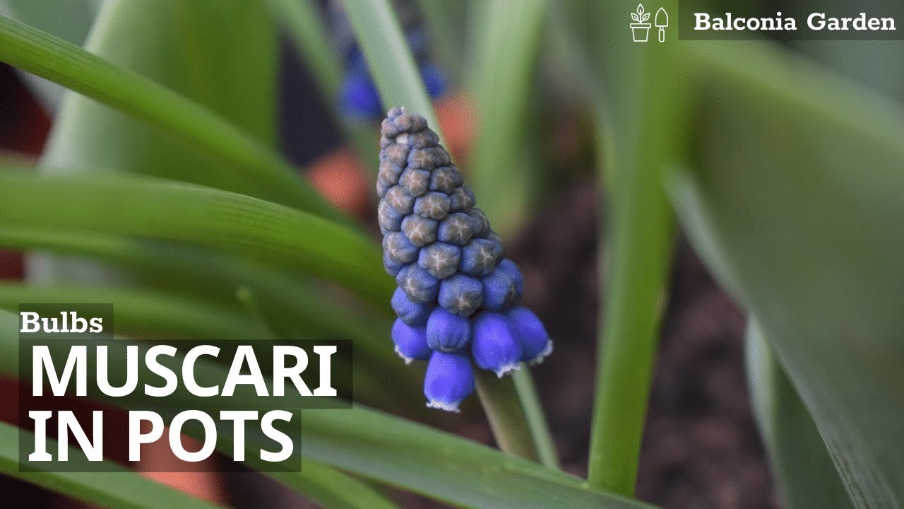 How To Plant Muscari/Grape Hyacinth Bulbs in Pots