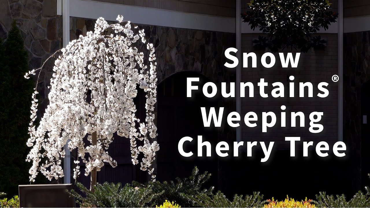 Snow Fountains® Weeping Cherry Tree