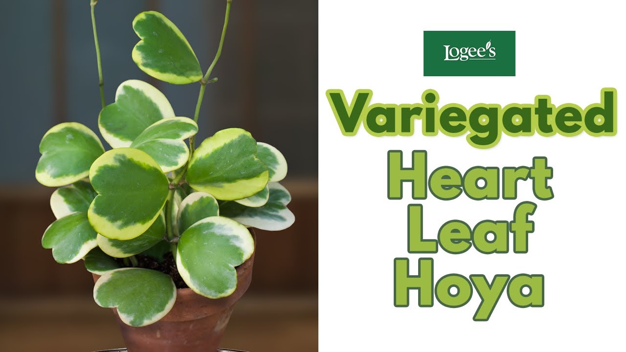 Variegated Heart Leaf Hoya (Hoya kerrii 'Variegata') ~ How to Grow and Care for the Heart Leaf Hoya