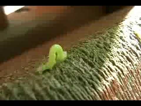 Inchworms