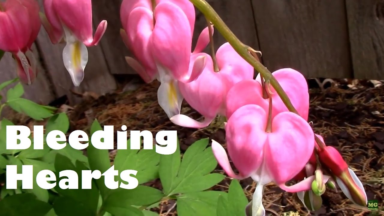 Bleeding Hearts From Sprouting to When They Die Back.