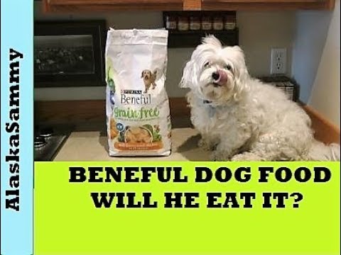 Beneful Dog Food Review
